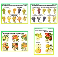 Плакаты ПРОФТЕХ "Ассортимент плодово-ягодных культур" (19 пл, винил, 70х100) - fgospostavki.ru - Красный Сулин