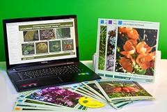 Гербарий натурально-интерактивный "Основные группы растений. Грибы. Лишайники" - fgospostavki.ru - Красный Сулин