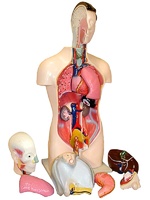Торс человека разборный (42 см.) - fgospostavki.ru - Красный Сулин