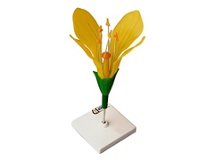 Модель цветка капусты - fgospostavki.ru - Красный Сулин