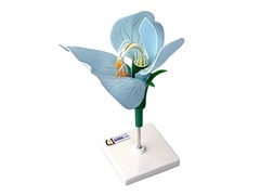 Модель цветка гороха - fgospostavki.ru - Красный Сулин