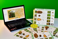 Коллекция натурально-интерактивная "Шишки, плоды, семена деревьев и кустарников" - fgospostavki.ru - Красный Сулин