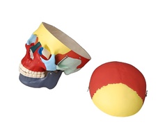 Модель "Череп человека с раскрашенными костями" - fgospostavki.ru - Красный Сулин