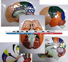 Модель барельефная "Доли, извилины, цитоархитектонические поля головного мозга" (5 планшетов) - fgospostavki.ru - Красный Сулин