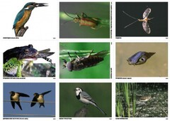 Комплект таблиц Природные зоны России. Сообщества (комплект 18 таблиц) - fgospostavki.ru - Красный Сулин