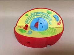 Модель растительной клетки - fgospostavki.ru - Красный Сулин