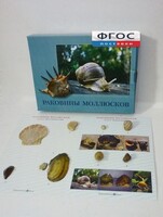 Коллекция "Раковины моллюсков" - fgospostavki.ru - Красный Сулин