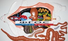 Модель барельефная "Внутреннее строение кролика" - fgospostavki.ru - Красный Сулин