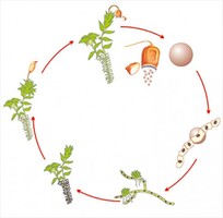 Модель-аппликация Размножение мха - fgospostavki.ru - Красный Сулин