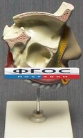Модель "Разрез носоглотки" - fgospostavki.ru - Красный Сулин