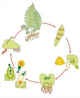 Модель-аппликация Размножение папоротника - fgospostavki.ru - Красный Сулин