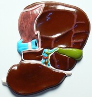 Модель барельефная "Печень" (висцеральная поверхность) - fgospostavki.ru - Красный Сулин