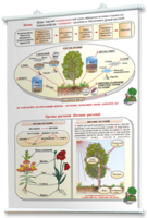 Плакаты по природоведению 2-3 классы. Для оформления кабинета. - fgospostavki.ru - Красный Сулин