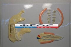 Модель барельефная "Челюсть человека" - fgospostavki.ru - Красный Сулин