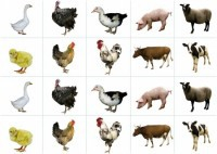 Комплект карточек "Запоминай, играй, считай" - Домашние животные - fgospostavki.ru - Красный Сулин