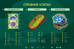 Электрифицированный стенд "Строение клетки" с маркерными полями - fgospostavki.ru - Красный Сулин