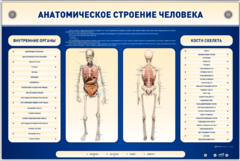 Электрифицированный стенд-тренажер c макетом скелета "Анатомическое строение человека" - fgospostavki.ru - Красный Сулин