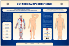 Электрифицированный стенд-тренажер "Остановка кровотечения" - fgospostavki.ru - Красный Сулин