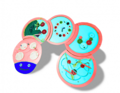 Тактильно-развивающая панель «Гусеница» - fgospostavki.ru - Красный Сулин