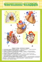Стенд "Строение сердца" - fgospostavki.ru - Красный Сулин