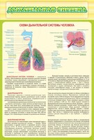 Стенд "Дыхательная система" - fgospostavki.ru - Красный Сулин