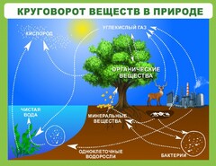 Стенд "Круговорот веществ" - fgospostavki.ru - Красный Сулин