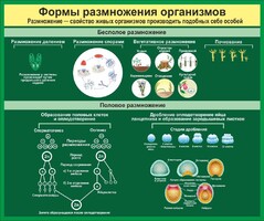 Стенд "Формы размножения организмов" - fgospostavki.ru - Красный Сулин