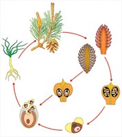 Модель-аппликация Размножение сосны - fgospostavki.ru - Красный Сулин