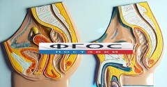 Модель барельефная "Таз мужской и таз женский" - fgospostavki.ru - Красный Сулин