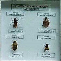 Коллекция энтомологическая "Представители отряда насекомых" - fgospostavki.ru - Красный Сулин