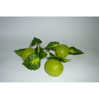 Ветка муляжей "Лайм" - fgospostavki.ru - Красный Сулин