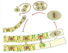 Модель-аппликация Размножение многоклеточной водоросли - fgospostavki.ru - Красный Сулин