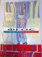 Модель барельефная "Ворсинка кишечная с сосудистым руслом" - fgospostavki.ru - Красный Сулин