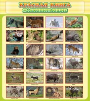 Стенд "Красная книга - млекопитающие" - fgospostavki.ru - Красный Сулин