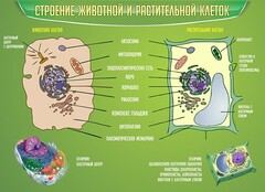 Стенд "Строение животной и растительной клеток" - fgospostavki.ru - Красный Сулин