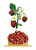 Комплект карточек "Запоминай, играй, считай" - Ягоды - fgospostavki.ru - Красный Сулин