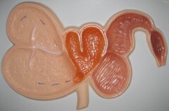 Модель барельефная "Желудок жвачного животного" - fgospostavki.ru - Красный Сулин