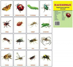 Раздаточные карточки "Насекомые" - fgospostavki.ru - Красный Сулин