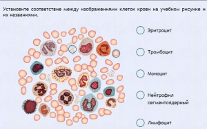 Интерактивные курсы. Биология 11 класс. Расширенный. - fgospostavki.ru - Красный Сулин