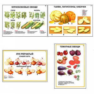 Плакаты ПРОФТЕХ "Ассортимент овощных культур" (12 пл, винил, 70х100) - fgospostavki.ru - Красный Сулин
