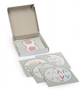 Модель-аппликация "Деление клетки" (набор из 5 карт) - fgospostavki.ru - Красный Сулин