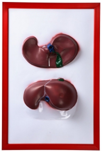 Барельефная модель "Печень" - fgospostavki.ru - Красный Сулин