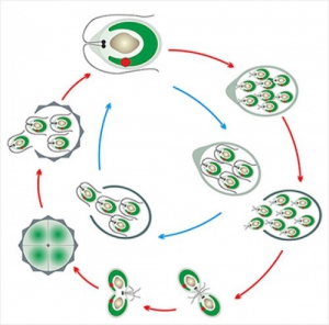 Модель-аппликация Размножение одноклеточной водоросли - fgospostavki.ru - Красный Сулин