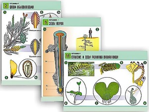 Комплект таблиц по биологии демонстрационных "Ботаника 1" (12 таблиц, формат А1, ламинированные) - fgospostavki.ru - Красный Сулин