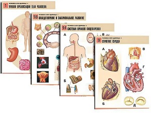 Комплект таблиц по биологии демонстрационных "Человек и его здоровье 1" (20 таблиц, формат А1, ламинированные) - fgospostavki.ru - Красный Сулин
