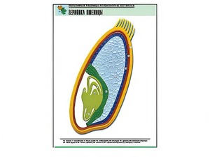 Рельефная таблица "Зерновка пшеницы" (формат А1, матовое ламинирование) - fgospostavki.ru - Красный Сулин