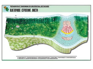 Рельефная таблица "Клеточное строение листа" (формат А1, матовое ламинирование) - fgospostavki.ru - Красный Сулин