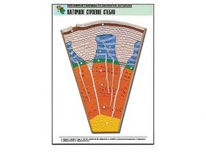 Рельефная таблица "Клеточное строение стебля" (формат А1, матовое ламинирование) - fgospostavki.ru - Красный Сулин