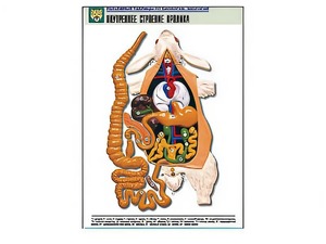 Рельефная таблица "Внутреннее строение кролика" (формат А1, матовое ламинирование) - fgospostavki.ru - Красный Сулин