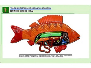 Рельефная таблица "Внутреннее строение рыбы" (формат А1, матовое ламинирование) - fgospostavki.ru - Красный Сулин